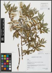 Foto von Salix alba L.